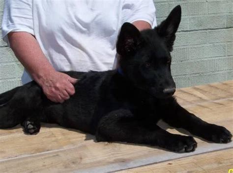 Top Quality Solid Blackbi Color German Shepherd Puppies Form Imported