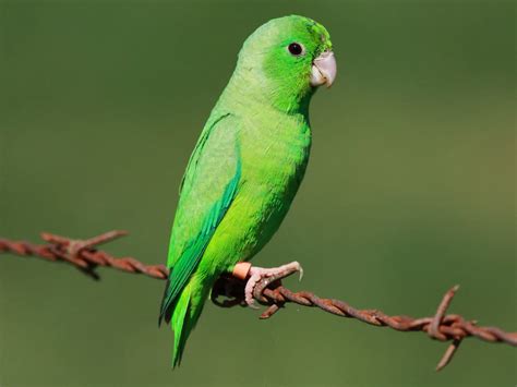 Green Rumped Parrotlet Care Sheet Birds Coo