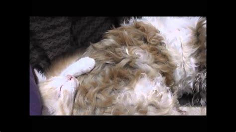 犬に抱きついて眠る子猫 Kitten Sleeping Hugging A Dog Youtube