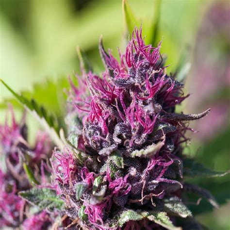 Cannabis Purple — Latest Stories