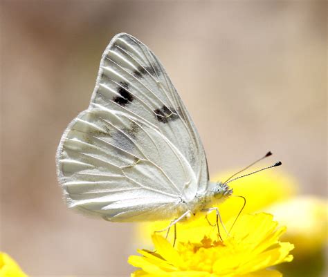 Checkered White Butterfly Photos Size Identification Geographic