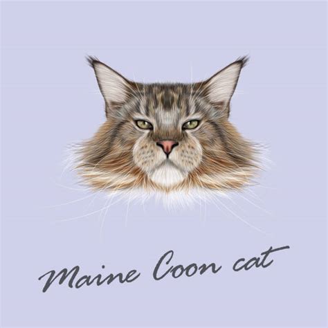 Royalty Free Maine Coon Cat Clip Art Vector Images And Illustrations