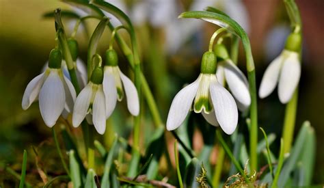The Birth Flower Of January Snowdrop Fronds With Benefits