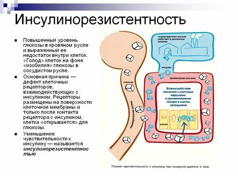 Похудеть снизить инсулин в крови