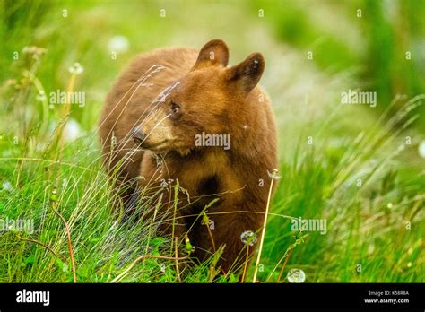 Black Bear In Jasper National Park Canada Stock Photo Alamy