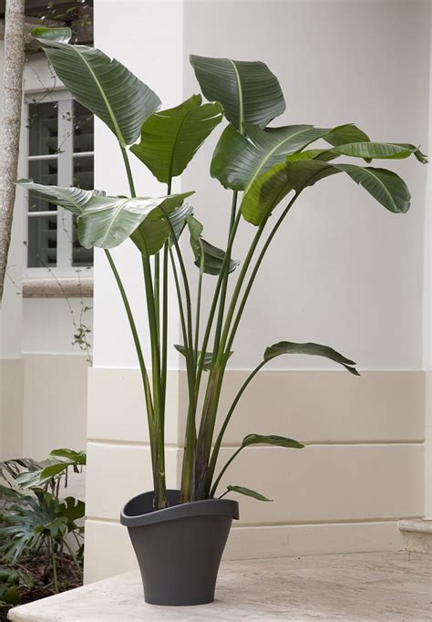 Tall House Plants For Indoor The Most Recommended Ones Homesfeed