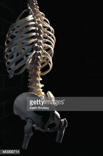 Model Of A Skeleton Torso High Res Stock Photo Getty Images