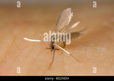 Female Phlebotomine Sand Fly Phlebotomus Sergenti Biting A Human Arm Stock Photo Alamy