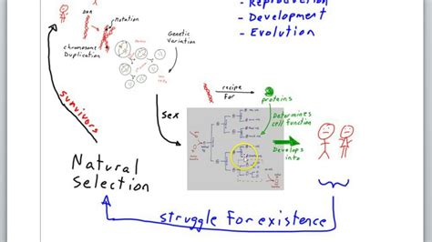 Sex Development And Evolution Youtube