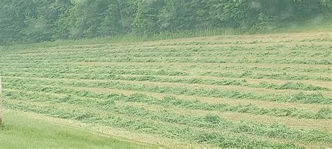Dry Weather Is Hurting Wisconsins Hay Row Crops Brownfield Ag News