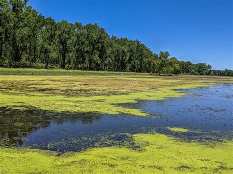 Algae And Scum Covered Lake In Forest Stock Photo Image Of Scum Path
