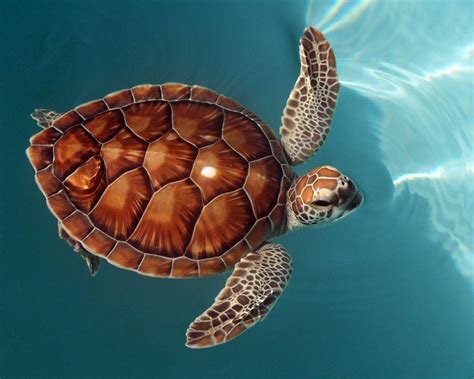 Animal Turtle Hd Wallpapers Wallpaper Cave