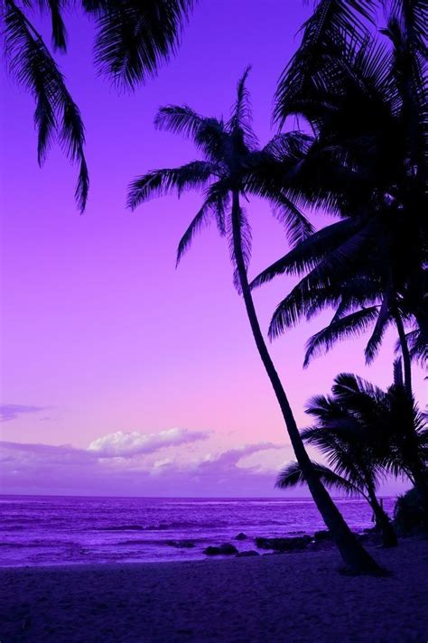 Purple Sunset Wallpaper Palm Trees Sunset Purple Hd