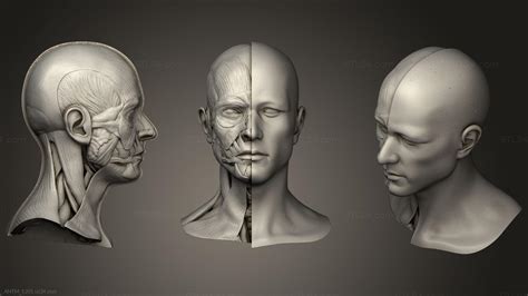 Anatomy Of Skeletons And Skulls Head Anatomy For Artist ANTM 1201