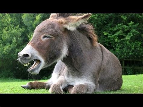 Man Has Sexx With A Donkey Youtube