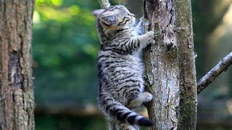 Kitten Climbing A Tree Kittens Climbing Trees Cats Animals Hd