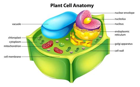 Check spelling or type a new query. Vacuole Structure - Biology Wise