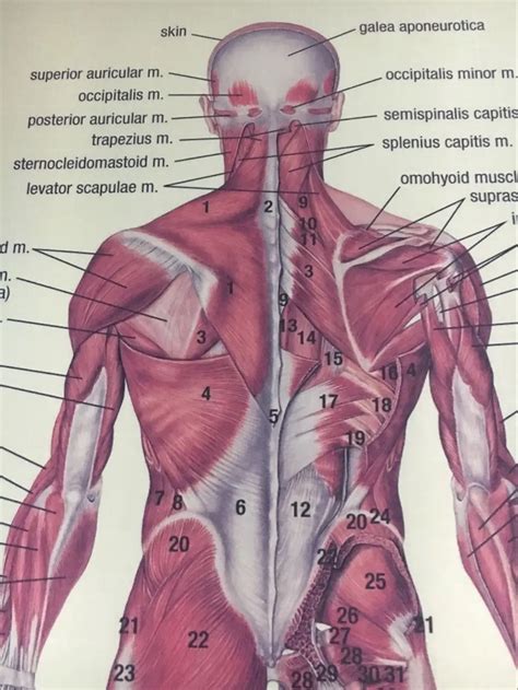 Human Anatomy Posterior Anterior View Anatomy Muscles