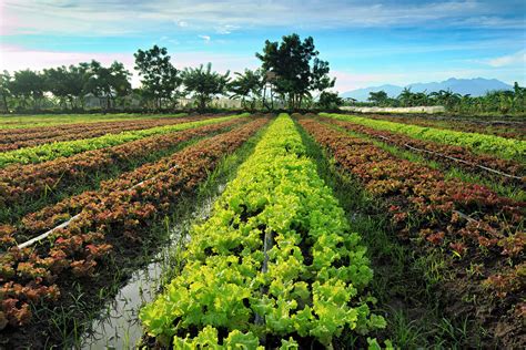 Download Organic Crops At A Lush Farming Landscape Wallpaper
