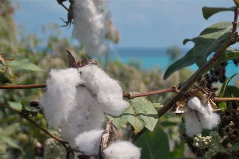 Discover the superior quality of Pima cotton | Gentleman's chronicles