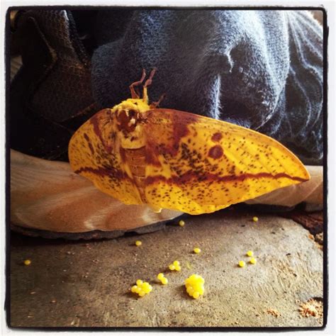 Imperial Moth Laying Eggs In Columbia Sc Egg Laying