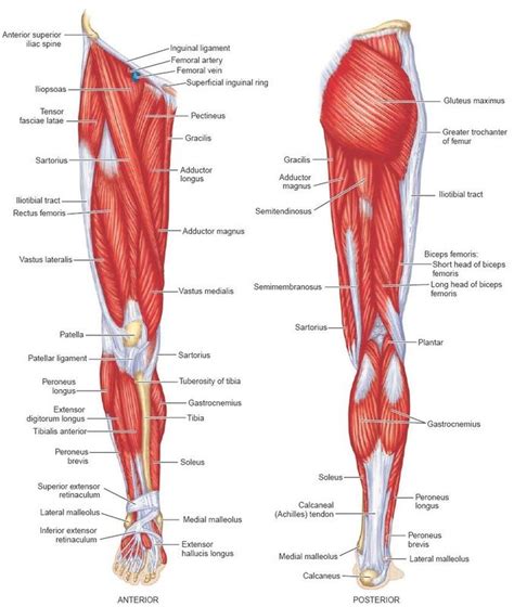 Labeled Muscles Of Lower Leg Yahoo Search Results Calf Muscle