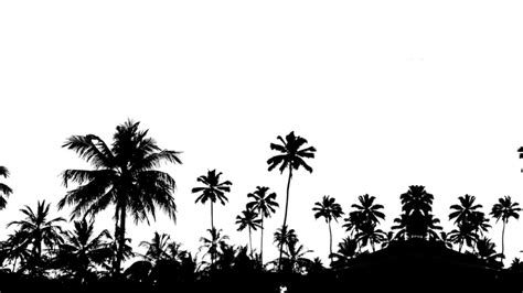 Palm Tree Sunset Drawing Black And White Sunset And Beach Scene With