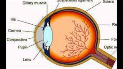 Structure Of Human Eye Youtube