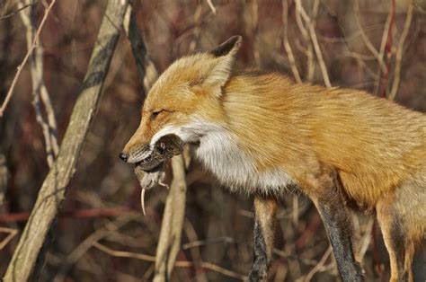 Red Fox And Prey Sault Ste Marie Ontario A Red Fox Vixe Flickr