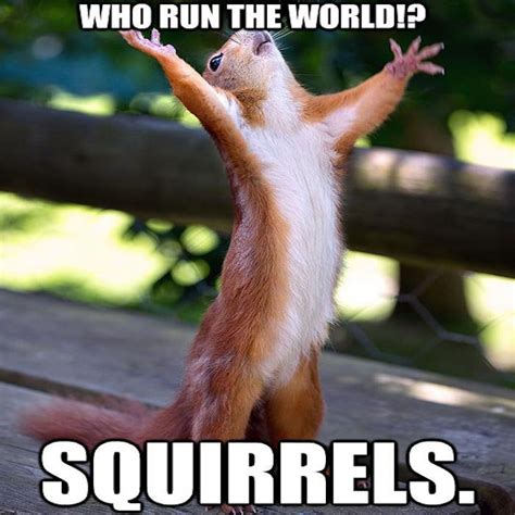 Squirrel Happy Squirrel Cute Animals Funny Animal Memes