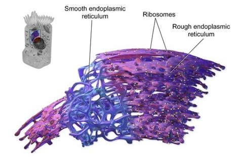 Endoplasmic Reticulum Definition Function And Structure