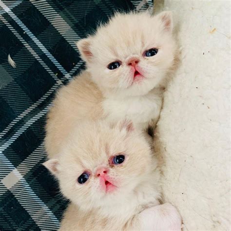 Exotic Shorthair Cattery Pet Services Belt Creek Montana