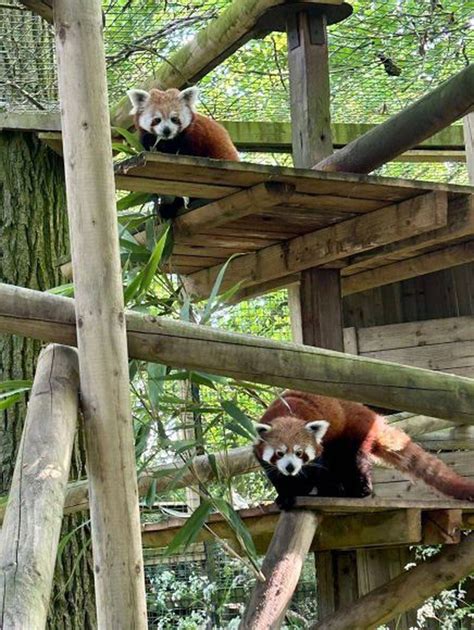 Dudley Zoo Welcomes Rare Red Panda In Hope To Save Endangered Species