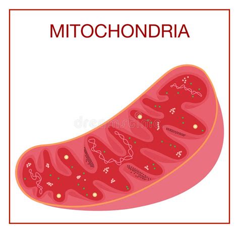 Mitocondria Ilustración 3d De Una Mitocondria En El Citoplasma Celular
