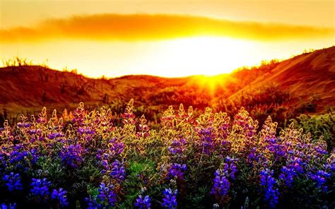 Sunrise Over Flower Field Flowers Sky Clouds Mountains Hd