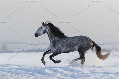 Galloping Grey Horse High Quality Animal Stock Photos Creative Market