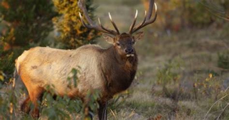 Michigans Annual Elk Hunting Season Opens Today