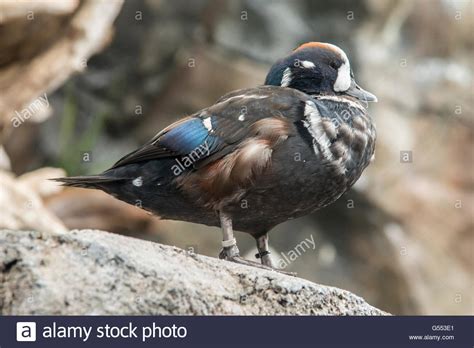Female Harlequin Duck Hi Res Stock Photography And Images Alamy