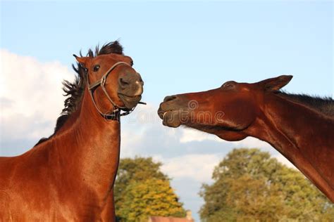 Two Horses Playing With Each Other Stock Photo Image Of Companion