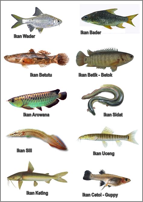 Nama Jenis Ikan Air Tawar Di Malaysia Wallpaper
