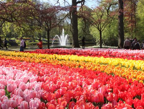Most visitors come here in spring, to admire the blooming flower fields and the flower gardens of the keukenhof. Keukenof Gardens | Lisse | The Netherlands | AFAR