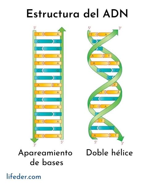 Adn Qué Es Características Funciones Estructura Importancia