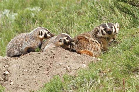 Badger Mammal