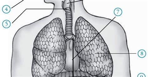 Mengidentifikasikan fungsi organ pernafasan manusia. Struktur dan Fungsi Alat Pernapasan pada Manusia:blog info