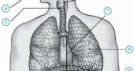 Di bawah ini akan dijelaskan urutan organ pernapasan manusia beserta fungsi dan gambarnya, dijelaskan. Struktur dan Fungsi Alat Pernapasan pada Manusia:blog info