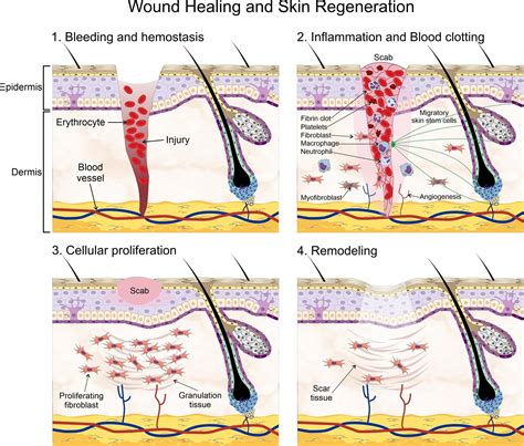 Skin Stem Cells And Wound Healing Encyclopedia Mdpi