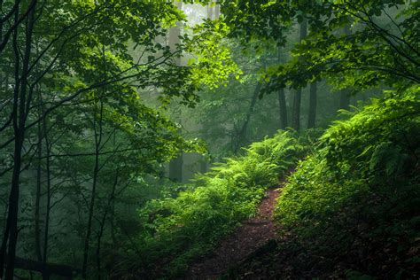Green Misty Forest Evgeni Dinev Photography