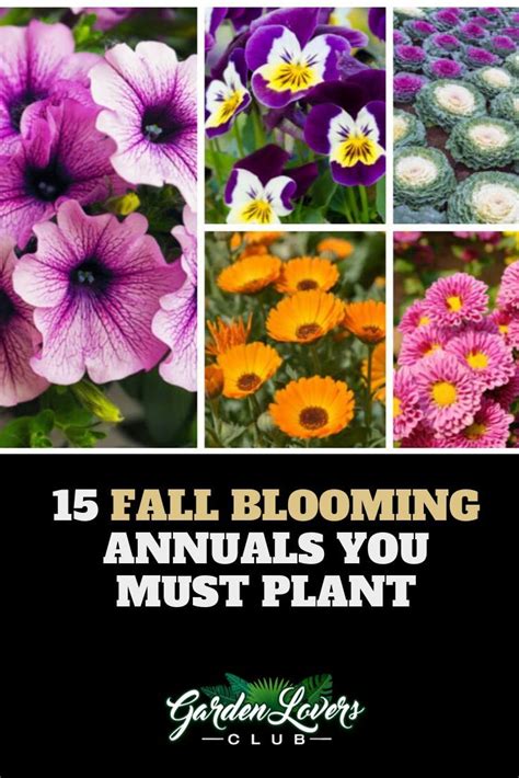 15 Fall Blooming Annuals You Must Plant Garden Lovers Club Fall