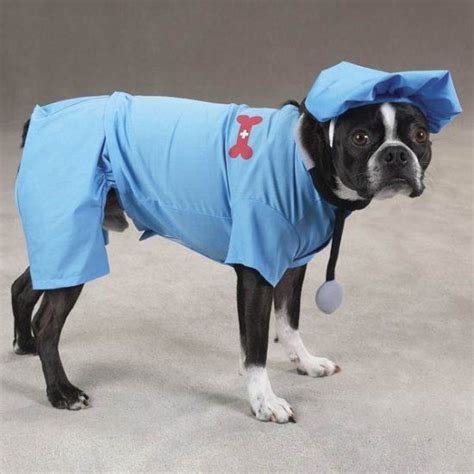 A Black And White Dog Wearing A Blue Coat With A Red Teddy Bear On Its