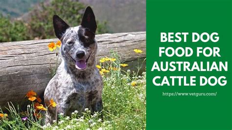 Check out our recommended choices for large breeds! Best Dog Food for Australian Cattle Dog of 2021